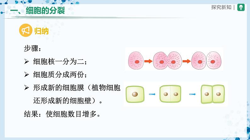 人教版七上生物   2.2.1 细胞通过分裂产生新细胞 课件+教案+练习+导学案08