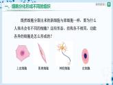 【人教版】七上生物   2.2.2 动物体的结构层次（课件+教案+导学案+练习）