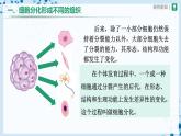 【人教版】七上生物   2.2.2 动物体的结构层次（课件+教案+导学案+练习）