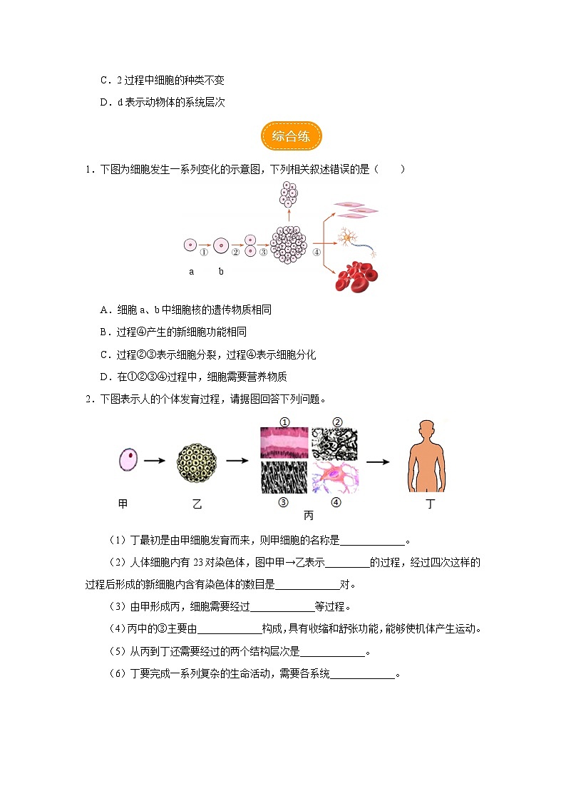 人教版七上生物   2.2.2 动物体的结构层次 课件+教案+练习+导学案03