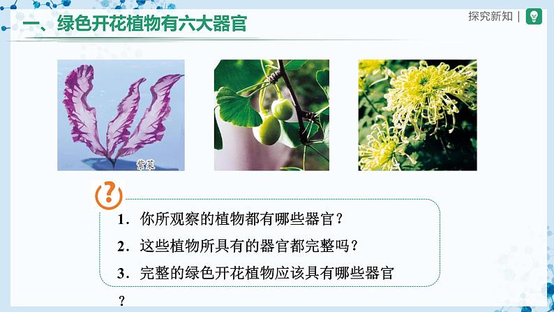 人教版七上生物   2.2.3 植物体的结构层次 课件+教案+练习+导学案04