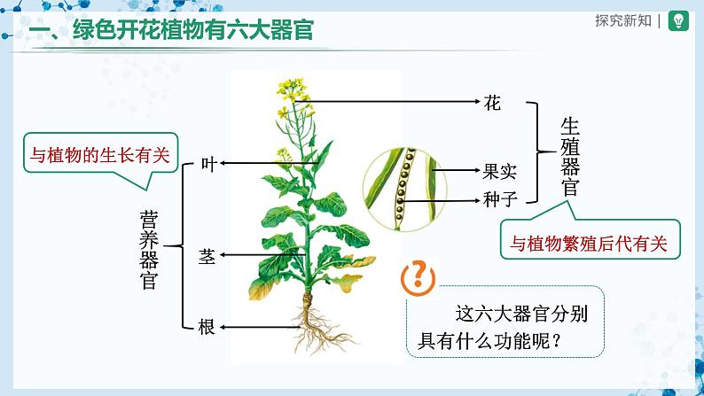 人教版七上生物   2.2.3 植物体的结构层次 课件+教案+练习+导学案05