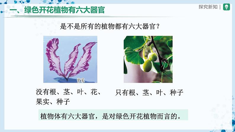 人教版七上生物   2.2.3 植物体的结构层次 课件+教案+练习+导学案06