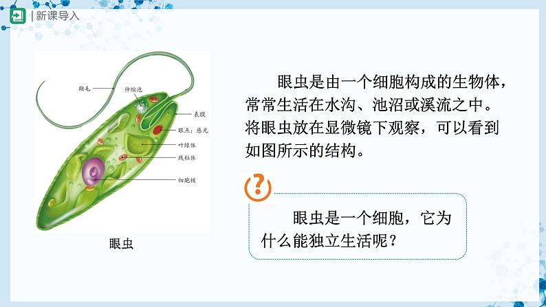 人教版七上生物   2.2.4 单细胞生物 课件+教案+练习+导学案02