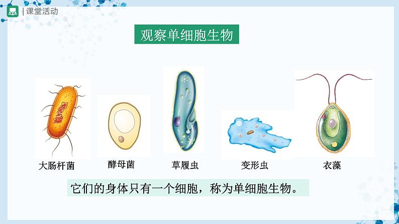 人教版七上生物   2.2.4 单细胞生物 课件+教案+练习+导学案03