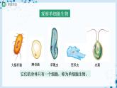 【人教版】七上生物   2.2.4 单细胞生物（课件+教案+导学案+练习）