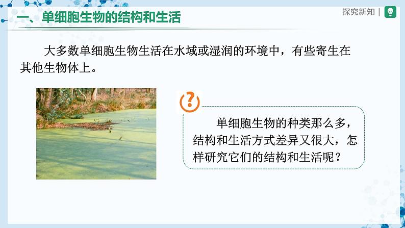 人教版七上生物   2.2.4 单细胞生物 课件+教案+练习+导学案04