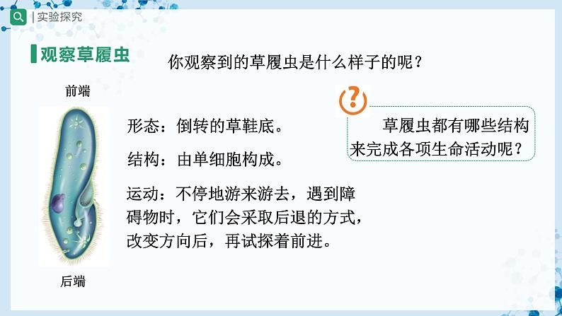 人教版七上生物   2.2.4 单细胞生物 课件+教案+练习+导学案07
