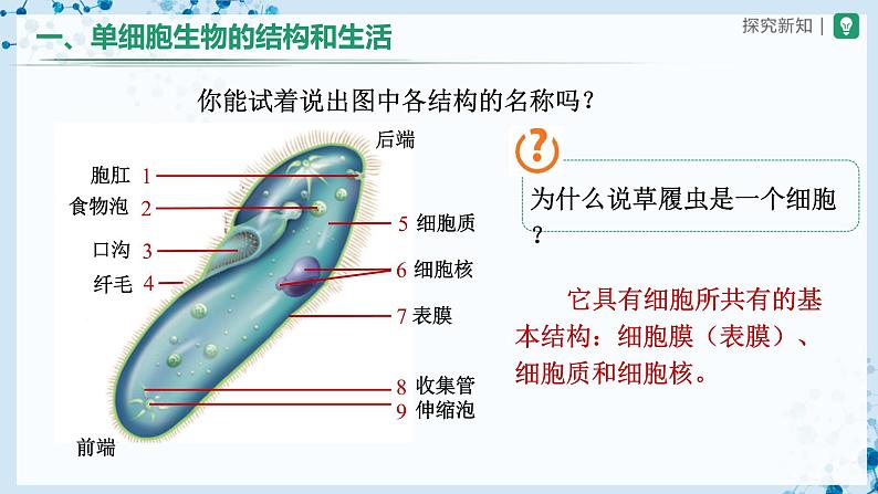 人教版七上生物   2.2.4 单细胞生物 课件+教案+练习+导学案08