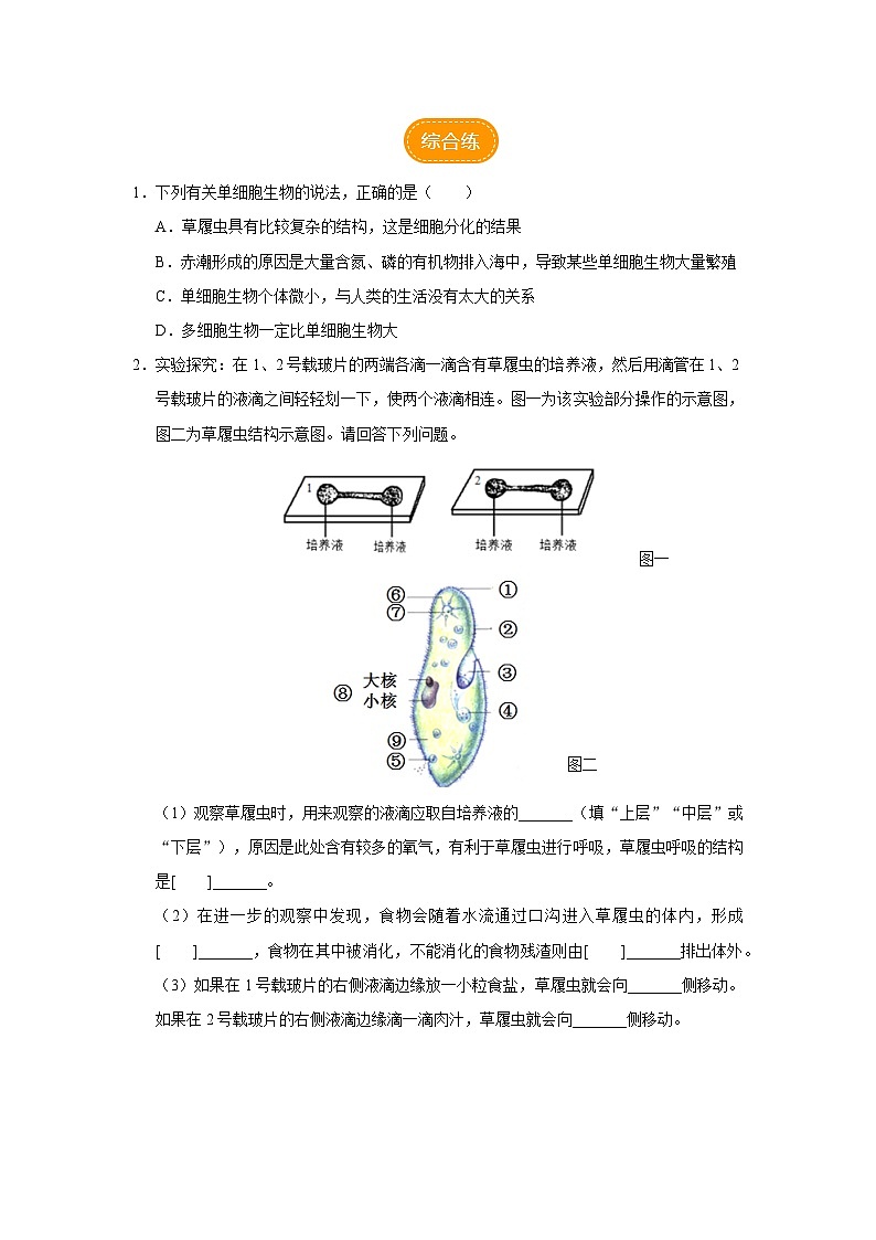人教版七上生物   2.2.4 单细胞生物 课件+教案+练习+导学案03
