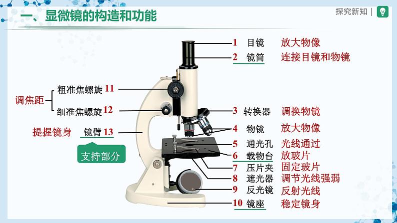 人教版七上生物   2.1.1 练习使用显微镜 课件+教案+练习+导学案08