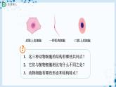 人教版七上生物   2.1.3 動物細(xì)胞 課件+教案+練習(xí)+導(dǎo)學(xué)案