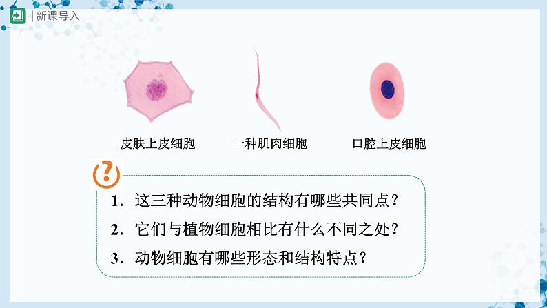 人教版七上生物   2.1.3 动物细胞 课件+教案+练习+导学案02