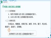 人教版七上生物   2.1.3 動物細(xì)胞 課件+教案+練習(xí)+導(dǎo)學(xué)案