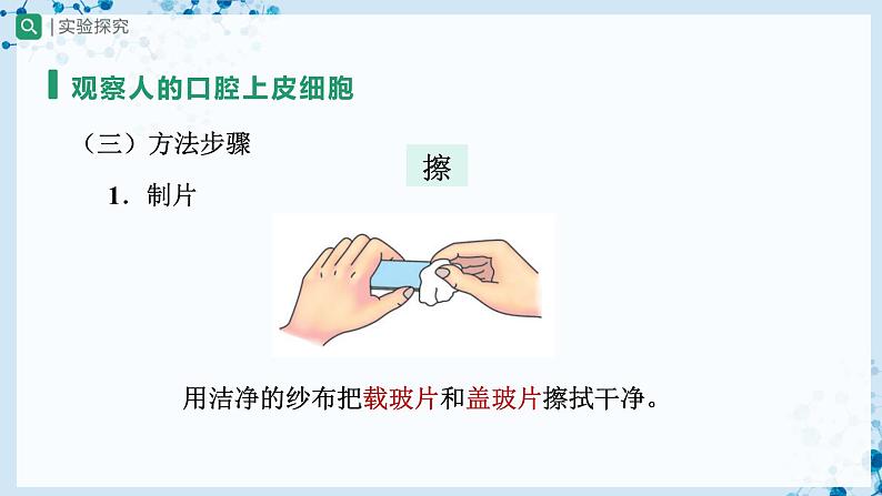 人教版七上生物   2.1.3 动物细胞 课件+教案+练习+导学案04