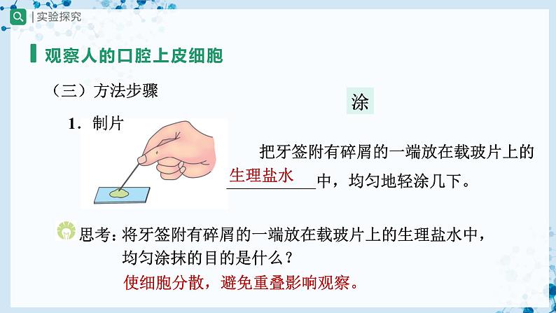 人教版七上生物   2.1.3 动物细胞 课件+教案+练习+导学案07