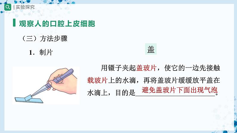 人教版七上生物   2.1.3 动物细胞 课件+教案+练习+导学案08