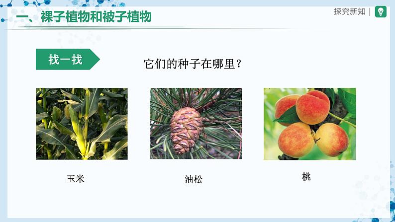 3.1.2 种子植物（第2课时） 第3页
