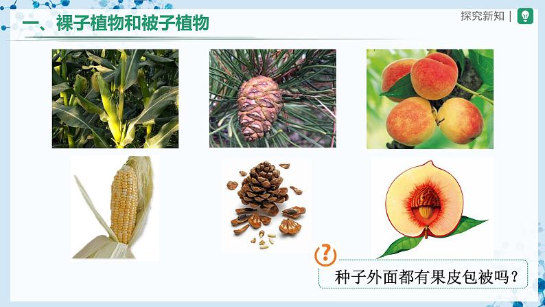 3.1.2 种子植物（第2课时） 第4页