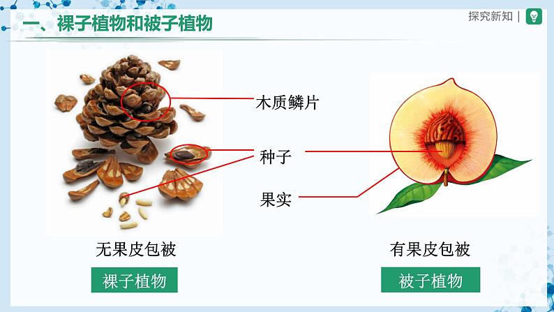 3.1.2 种子植物（第2课时） 第5页