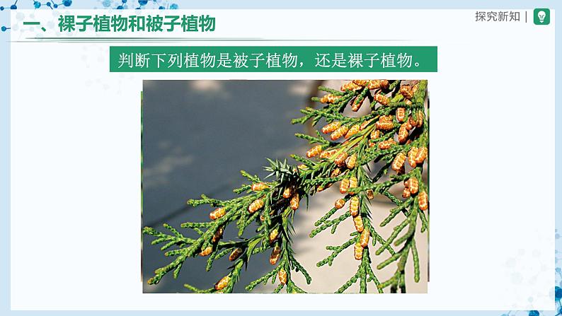 3.1.2 种子植物（第2课时） 第6页