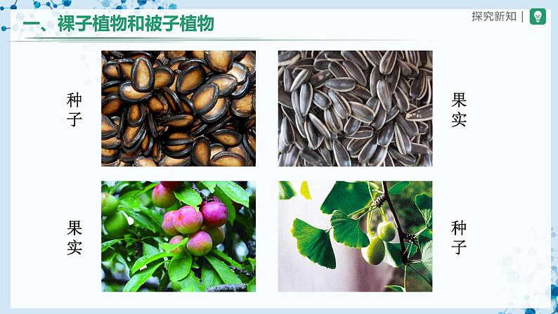 3.1.2 种子植物（第2课时） 第7页