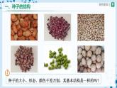 人教版七上生物   3.1.2 種子植物（第1課時(shí)） 課件+教案+練習(xí)+導(dǎo)學(xué)案