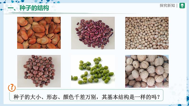 人教版七上生物   3.1.2 种子植物（第1课时） 课件+教案+练习+导学案03