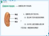 人教版七上生物   3.1.2 種子植物（第1課時(shí)） 課件+教案+練習(xí)+導(dǎo)學(xué)案