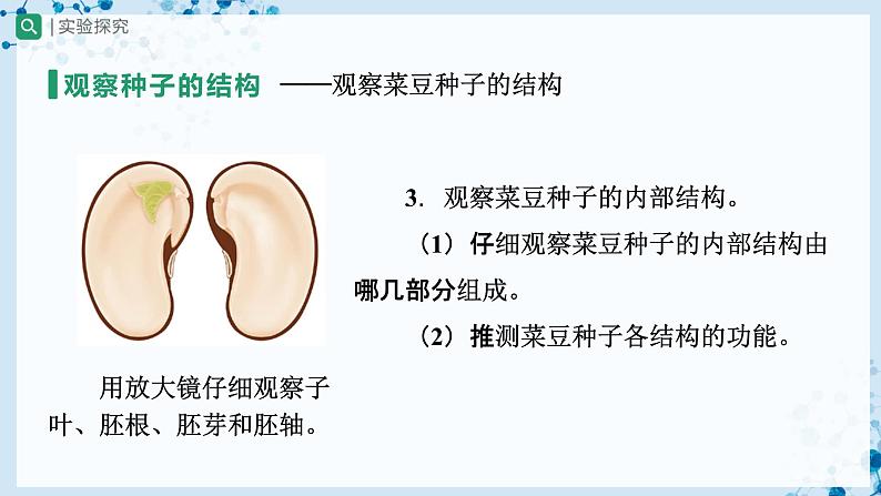 人教版七上生物   3.1.2 种子植物（第1课时） 课件+教案+练习+导学案07