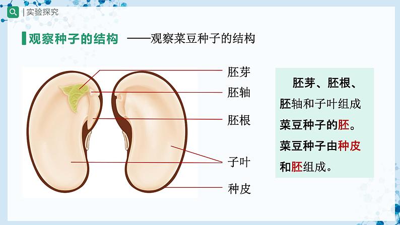 人教版七上生物   3.1.2 种子植物（第1课时） 课件+教案+练习+导学案08