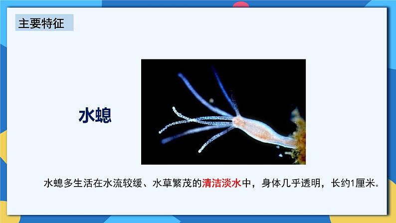 人教版八年级上册5.1.1《腔肠动物和扁形动物》课件+教案+导学案+分层作业07