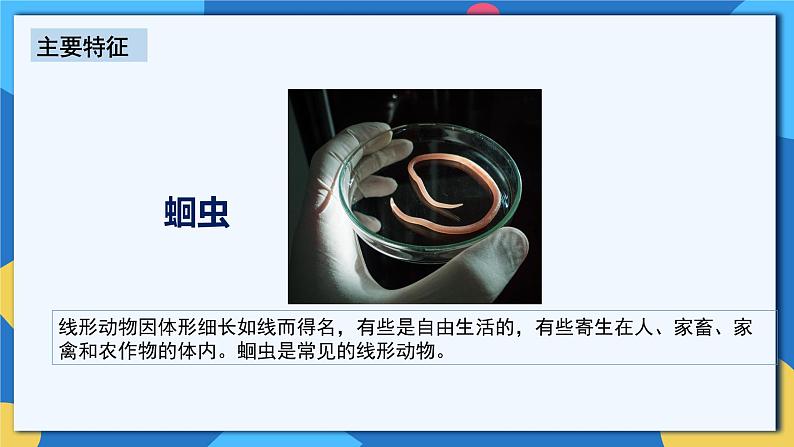 人教版八年级上册5.1.2《线形动物和环节动物》课件+教案+导学案+分层作业08