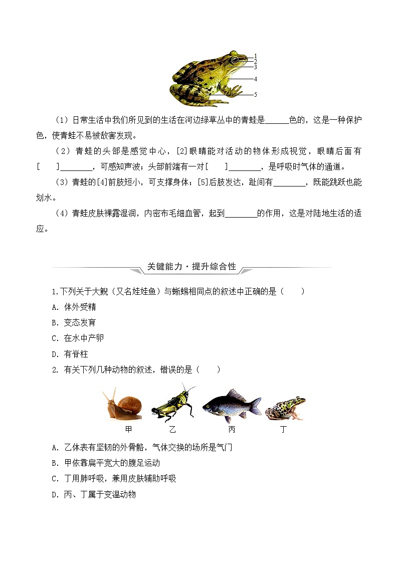 人教版八年级上册5.1.5《两栖动物和爬行动物》课件+教案+导学案+分层作业03