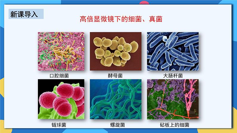 人教版八年级上册5.4.1《细菌和真菌的分布》课件+教案+导学案+分层作业04