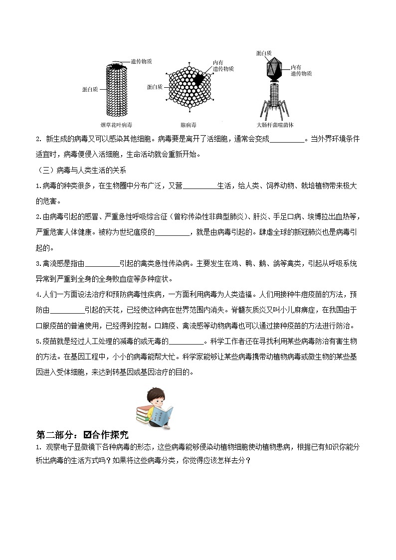 人教版八年级上册5.5《病毒》课件+教案+导学案+分层作业02