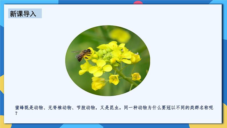 人教版八年级上册6.1.2《从种到界》课件+教案+导学案+分层作业03