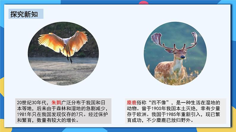 人教版八年级上册6.3《保护生物多样性》课件+教案+导学案+分层作业07