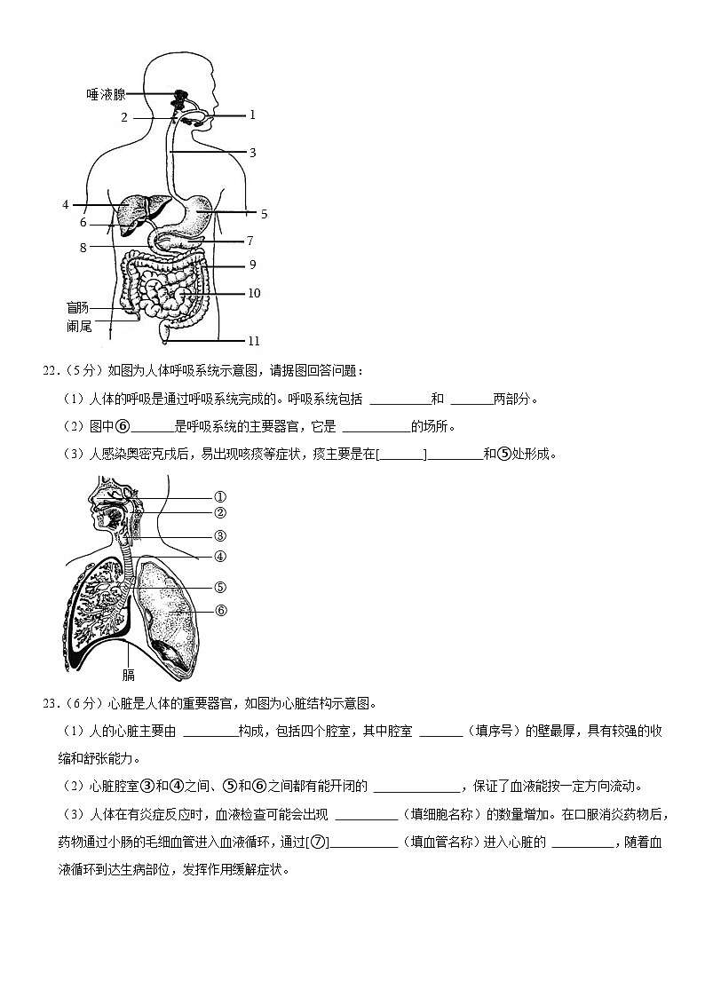 河南省商丘市夏邑县2022-2023学年七年级下学期期末生物试卷（含答案）第3页