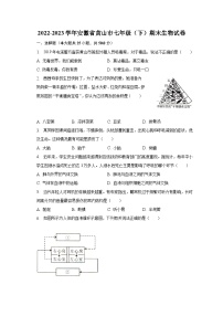 安徽省黄山市2022-2023学年七年级下期末生物试卷（含答案）