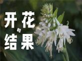 3.2.3《开花和结果》课件