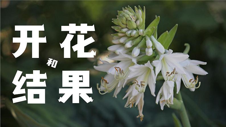 3.2.3《开花和结果》课件02