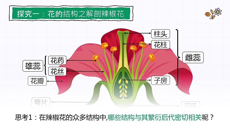 3.2.3《开花和结果》课件03