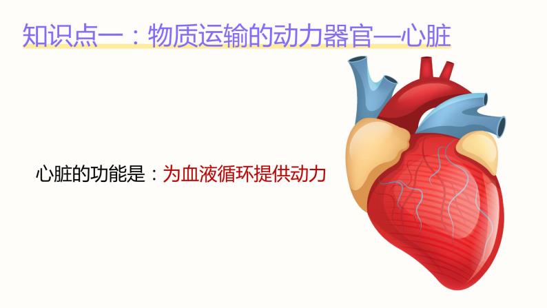 第四章《人体内物质的运输》课件03