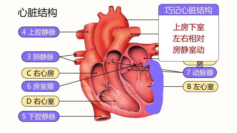 第四章《人体内物质的运输》课件06