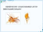 人教版八上生物  5.1.3 软体动物和节肢动物（第1课时）课件+教案+分层练习+学案