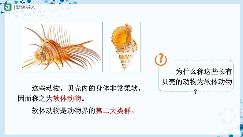 人教版八上生物  5.1.3 软体动物和节肢动物（第1课时）课件+教案+分层练习+学案03