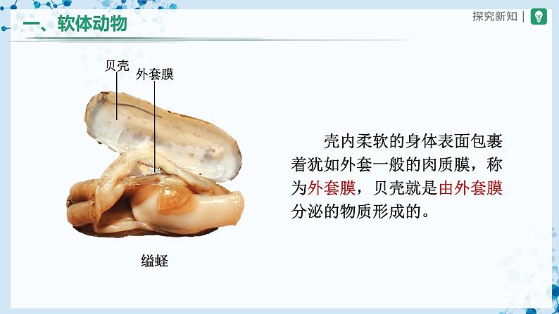 人教版八上生物  5.1.3 软体动物和节肢动物（第1课时）课件+教案+分层练习+学案05
