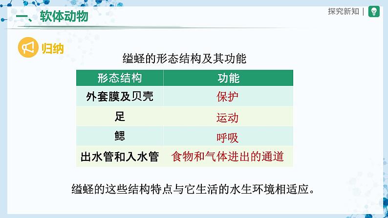 人教版八上生物  5.1.3 软体动物和节肢动物（第1课时）课件+教案+分层练习+学案08