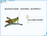 人教版八上生物  5.1.3 软体动物和节肢动物（第2课时）课件+教案+分层练习+学案